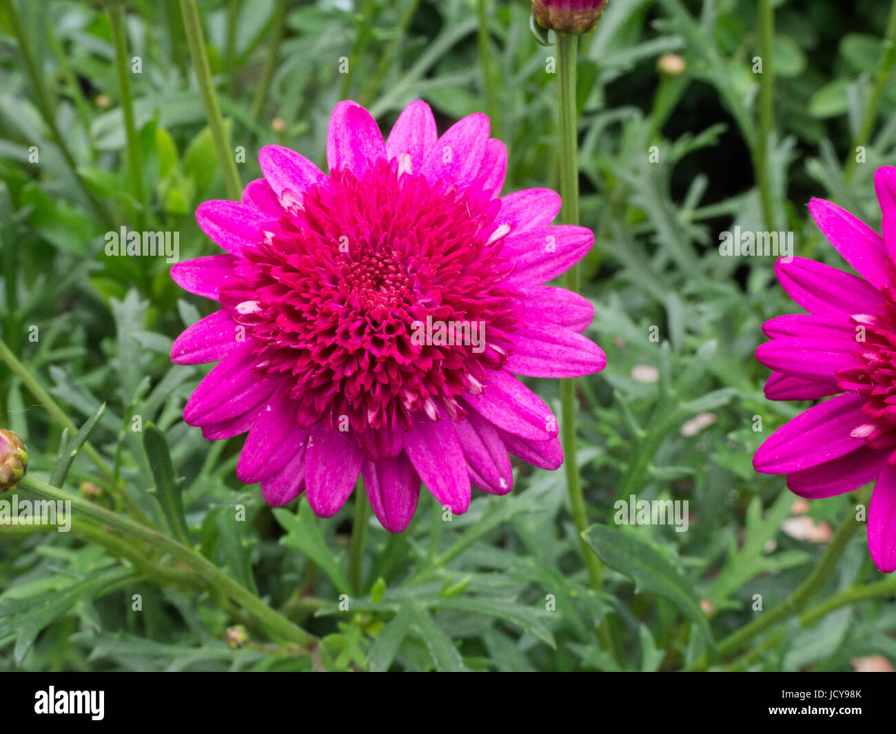 Gros plan d'une seule fleur d'Argyranthemum Madeira Crested chaud Rose Banque D'Images