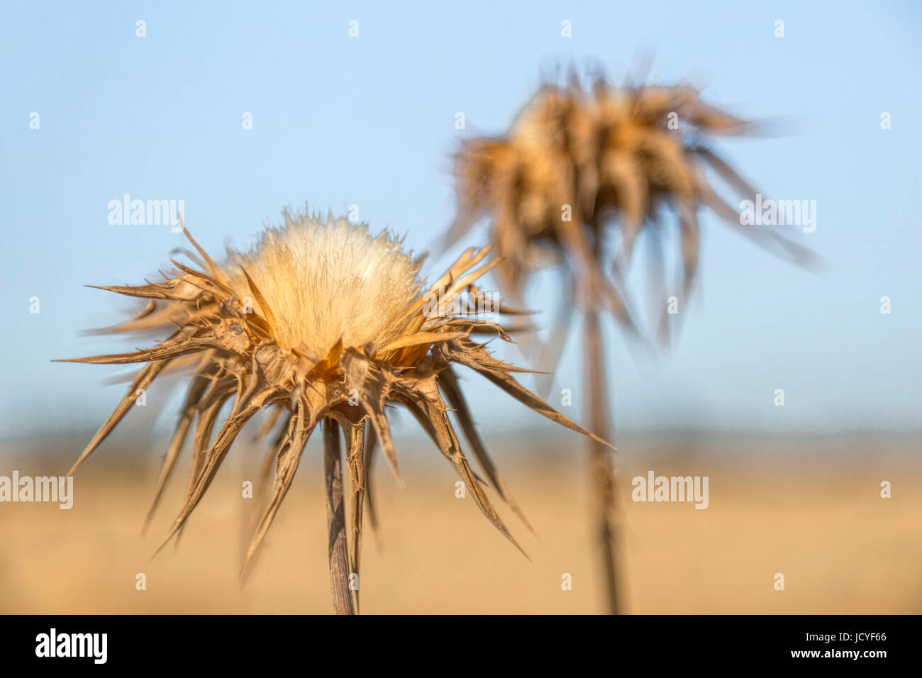 Lait sec Sylibum marianum chardons ( ) avec le figuier de capitules, Arbel, Basse Galilée, Israël. Banque D'Images