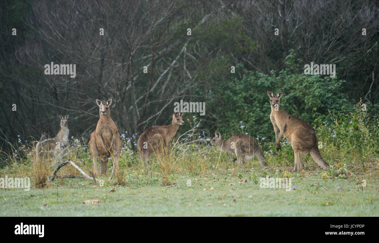 Tôt le matin et à pied et je suis tombé sur un couple de kangourous. L'Australie Banque D'Images
