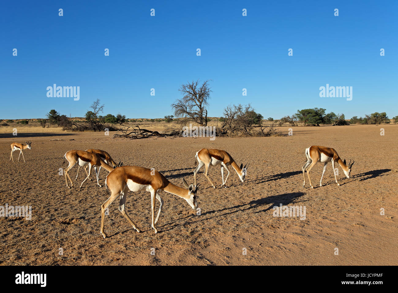 Un troupeau d'antilopes springboks (Antidorcas marsupialis) dans paysage de désert, Kalahari, Afrique du Sud Banque D'Images