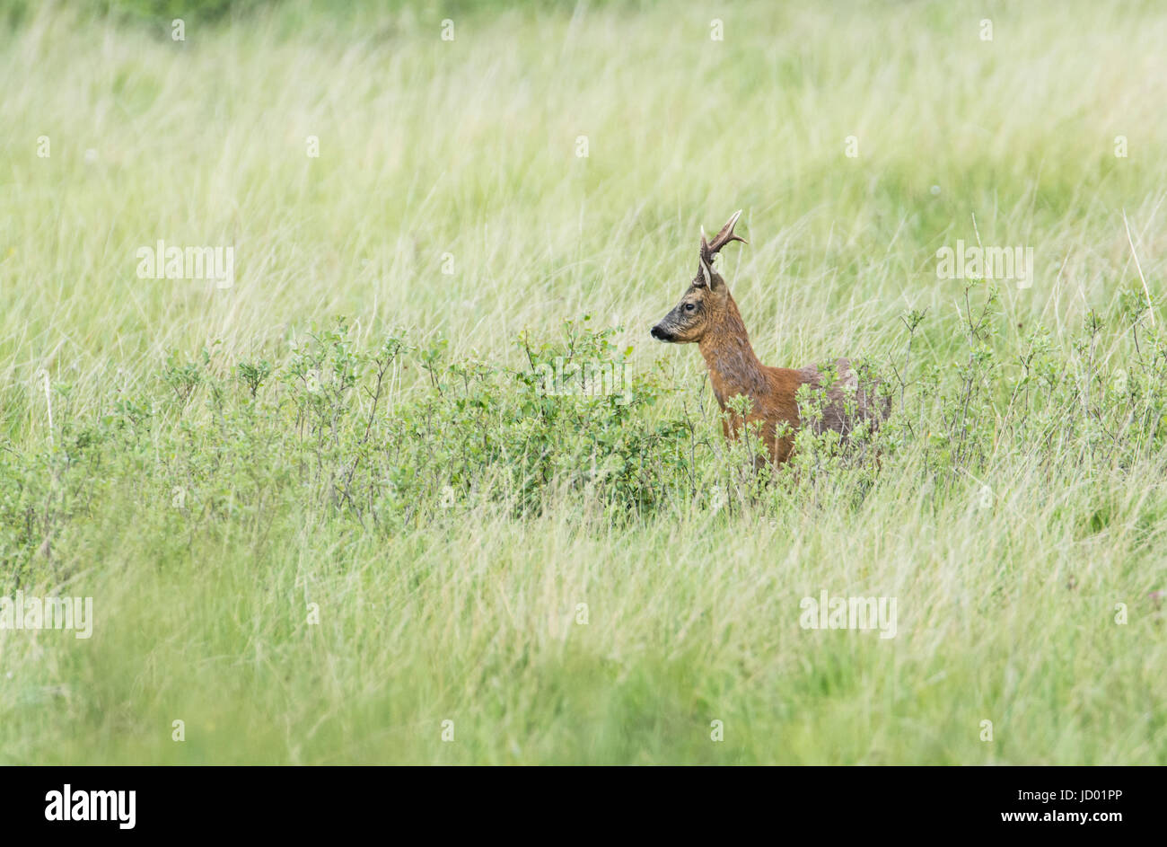 Homme, ou buck, chevreuil (Capreolus capreolus) Banque D'Images