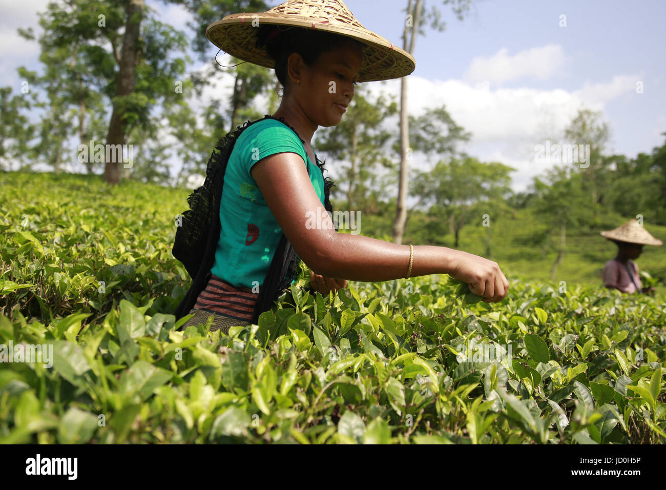 Dhaka, Bangladesh. Les cueilleurs de thé bangladais travaillent à un jardin de thé en Shylhet, au Bangladesh. Contributeur : Shamshul Haider Badsha / Alamy Stock Photo Banque D'Images