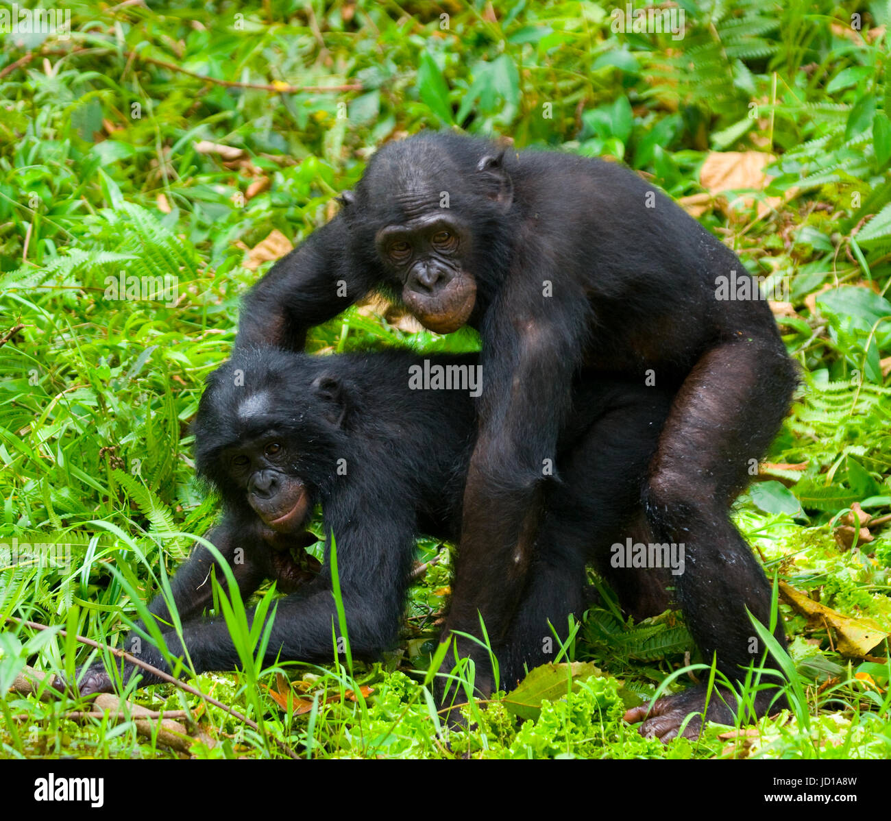 Deux bonobos font l'amour l'un avec l'autre. République démocratique du  Congo. Parc national Lola ya BONOBO Photo Stock - Alamy