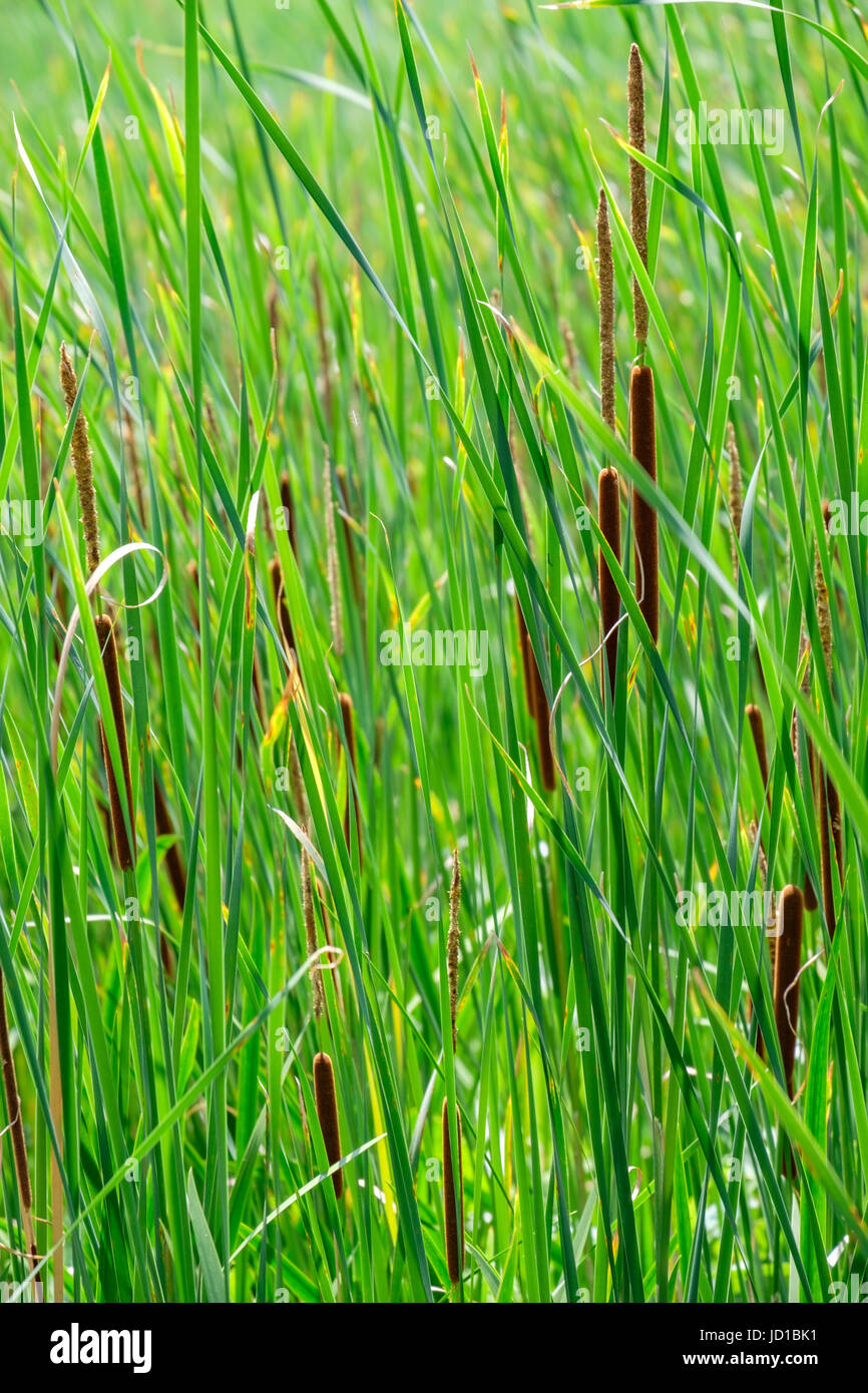 L'herbe des terres humides et des roseaux Banque D'Images