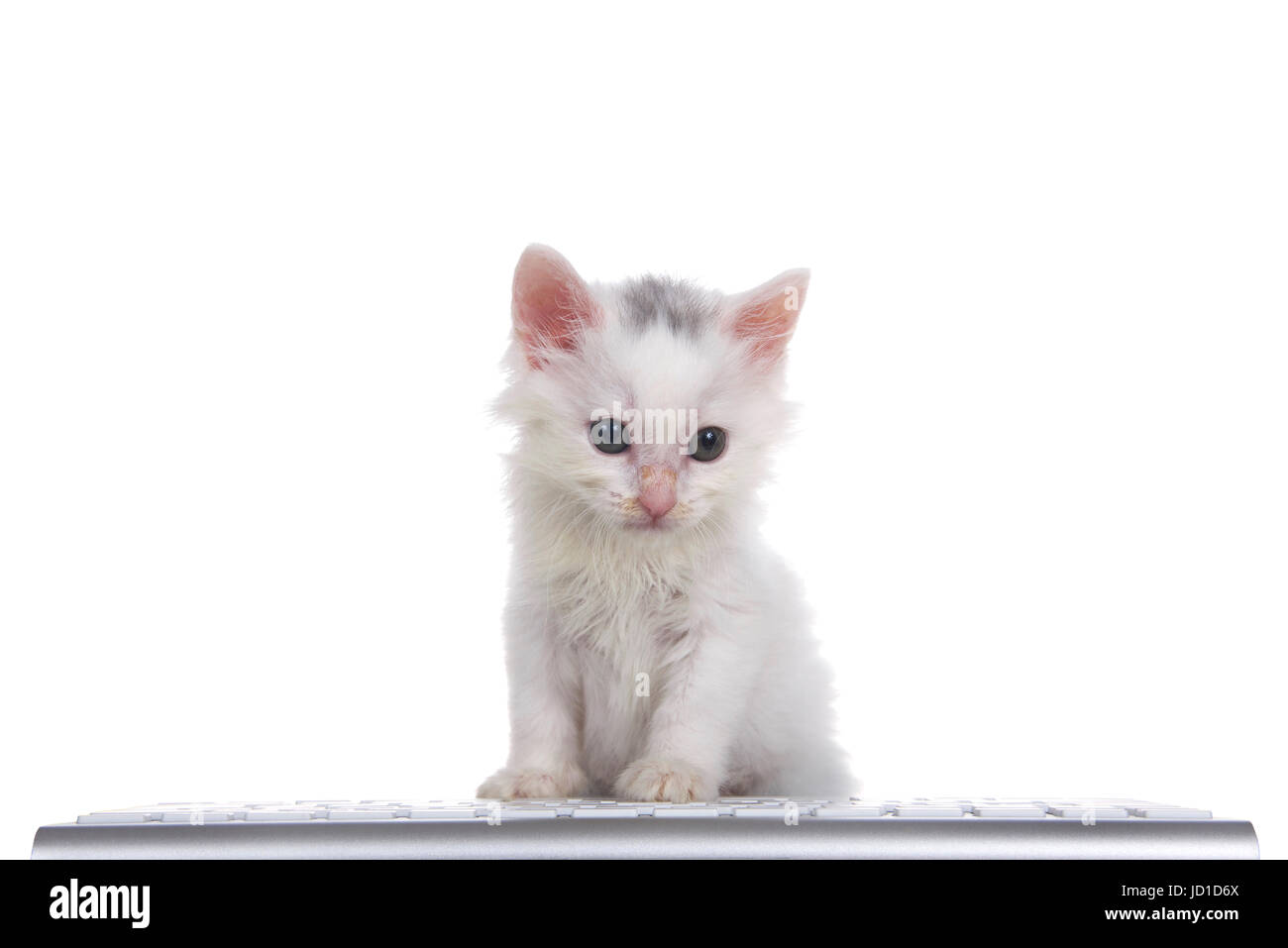 Un mignon adorable chaton blanc moelleux à légèrement à droite, les spectateurs assis devant le clavier d'un ordinateur isolé sur fond blanc. Banque D'Images