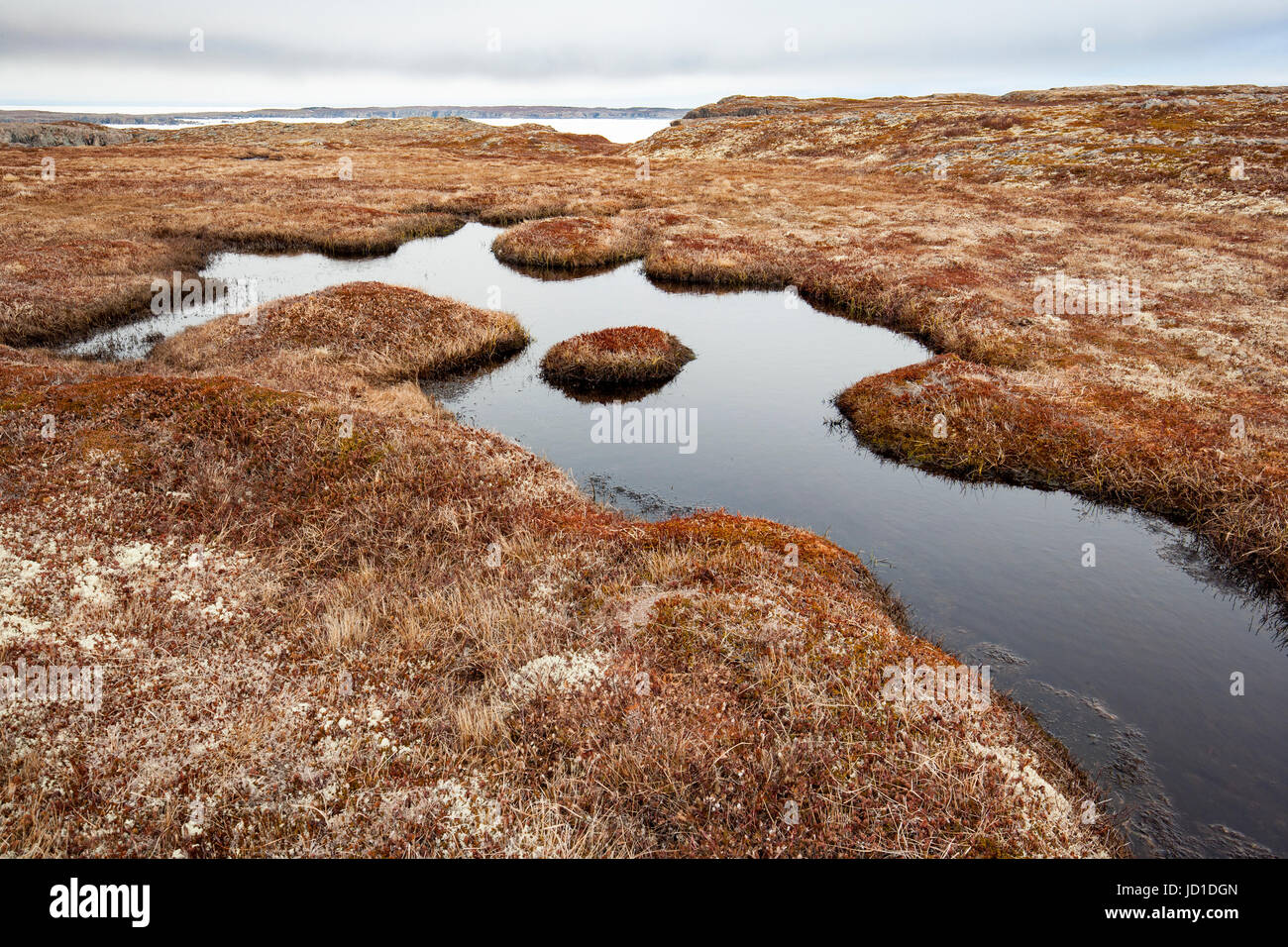 Paysage herbeux stérile à Spillars Cove, près de la péninsule de Bonavista, cap Bonavista, Terre-Neuve, Canada Banque D'Images