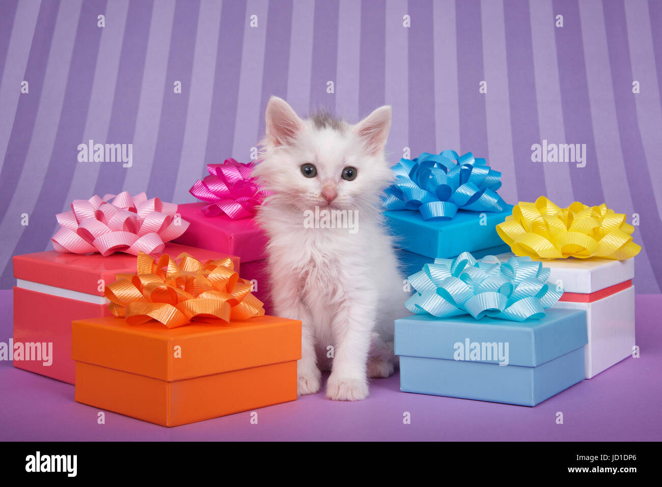 Petit chaton blanc entouré de bright colorful présente avec des arcs sur une table avec la lumière violette et rayures violet foncé courir le backgrou Banque D'Images