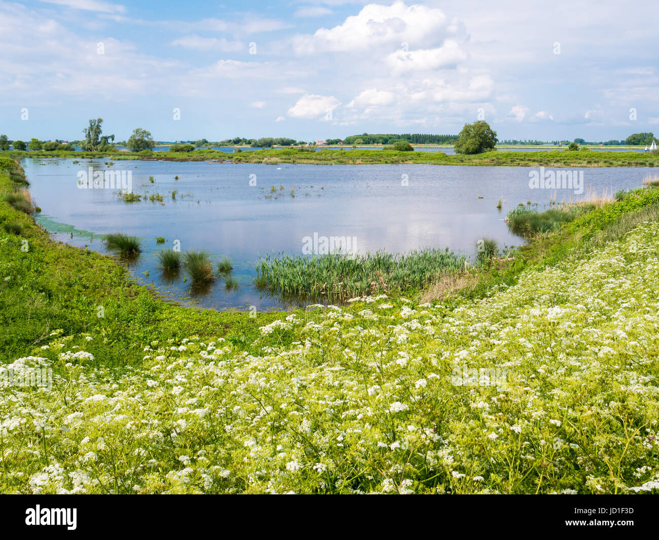 Paysage de polders avec digue, fleurs, l'herbe et les terres humides marécageuses sur balançoire île dans l'estuaire de Haringvliet, Hollande méridionale, Pays-Bas Banque D'Images