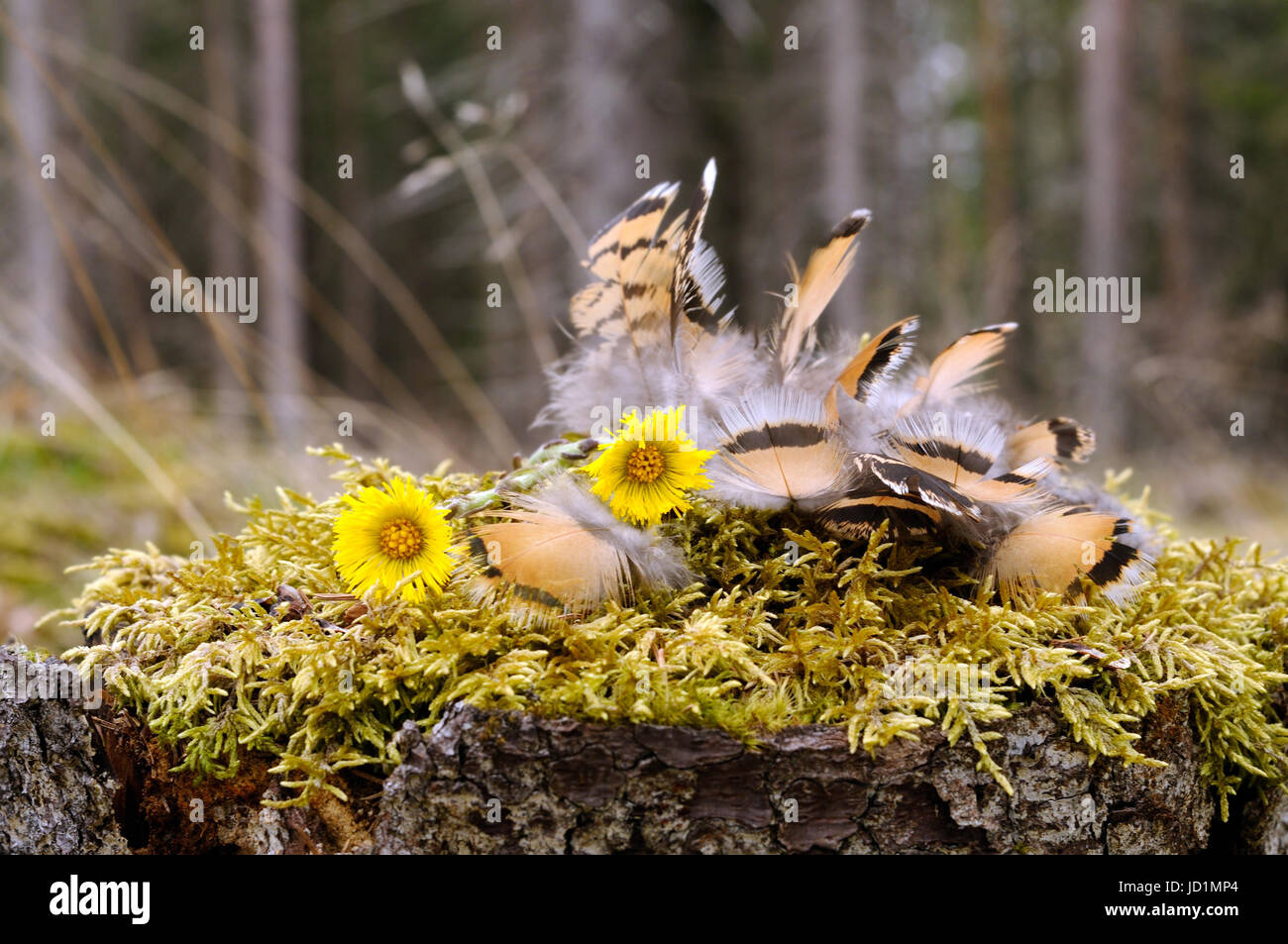 Owl hors de plumes plumes de perdrix se coucha sur la mousse dans une forme d'un oiseau, la Finlande, la région de Puumala Banque D'Images