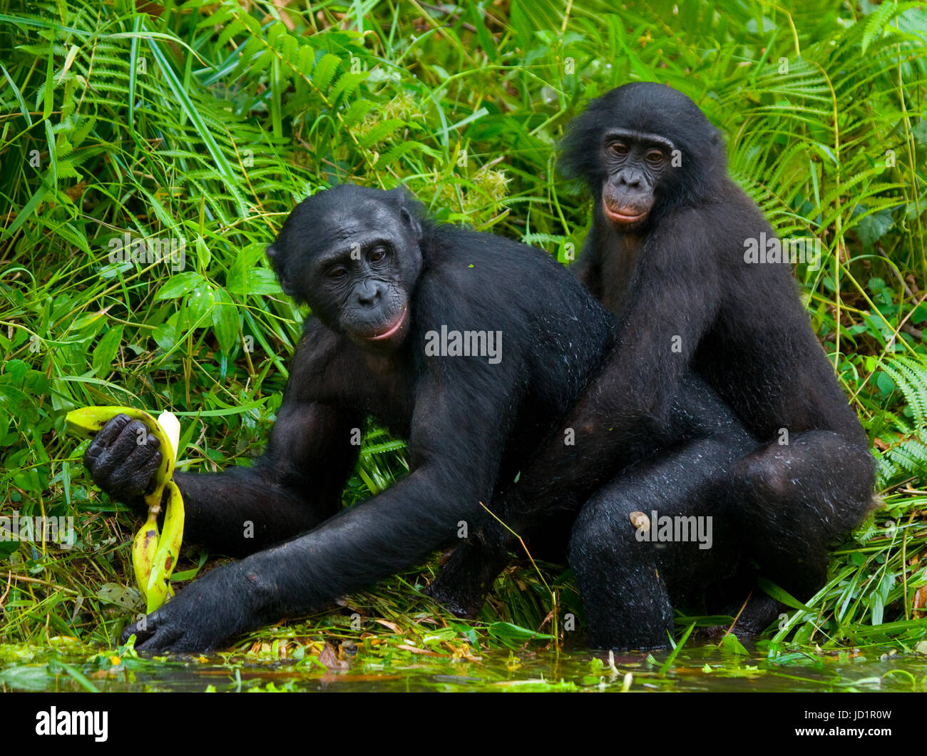 Deux bonobos font l'amour l'un avec l'autre. République démocratique du  Congo. Parc national Lola ya BONOBO Photo Stock - Alamy
