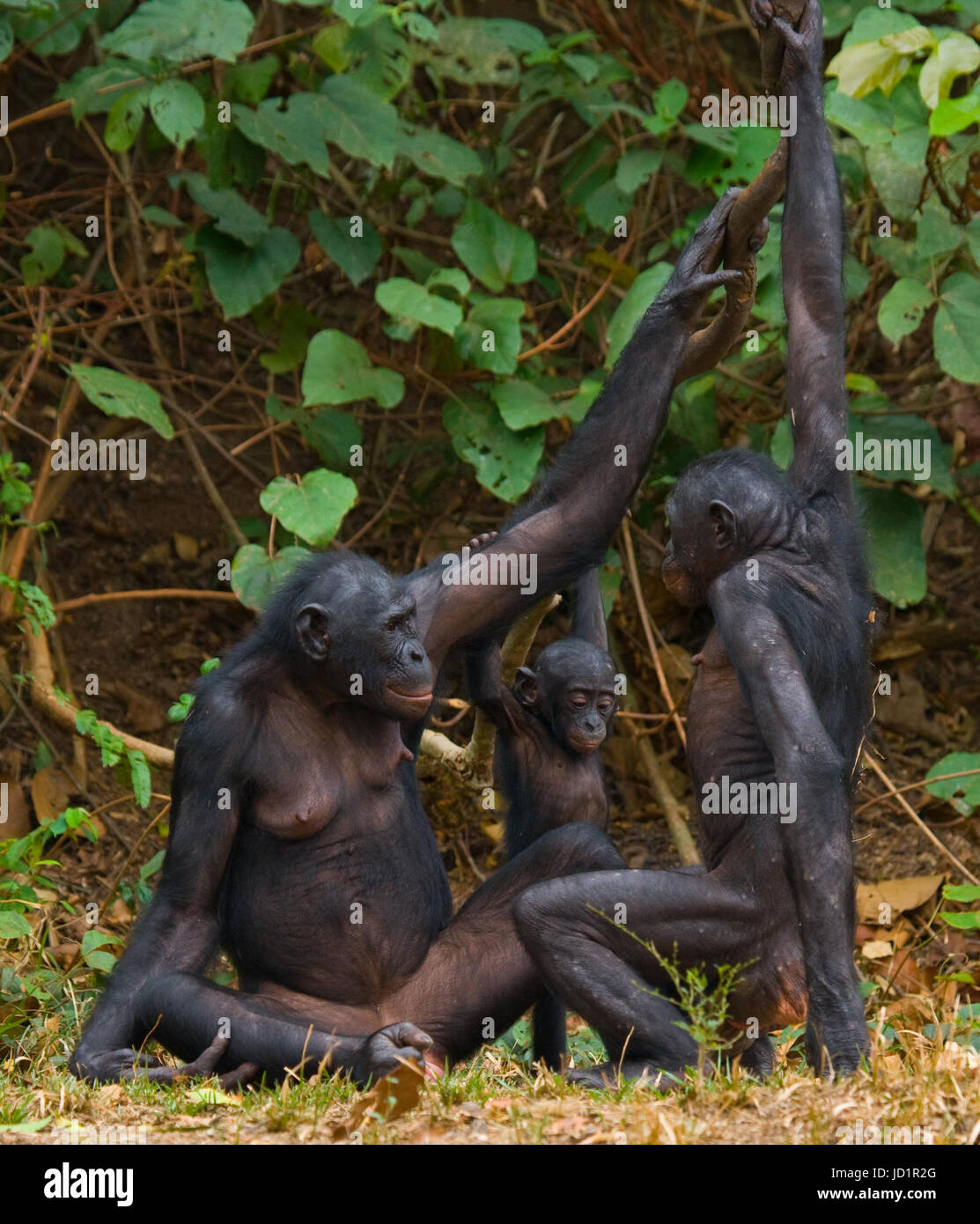 Groupe de bonobos. République démocratique du Congo. Parc national Lola ya BONOBO. Banque D'Images