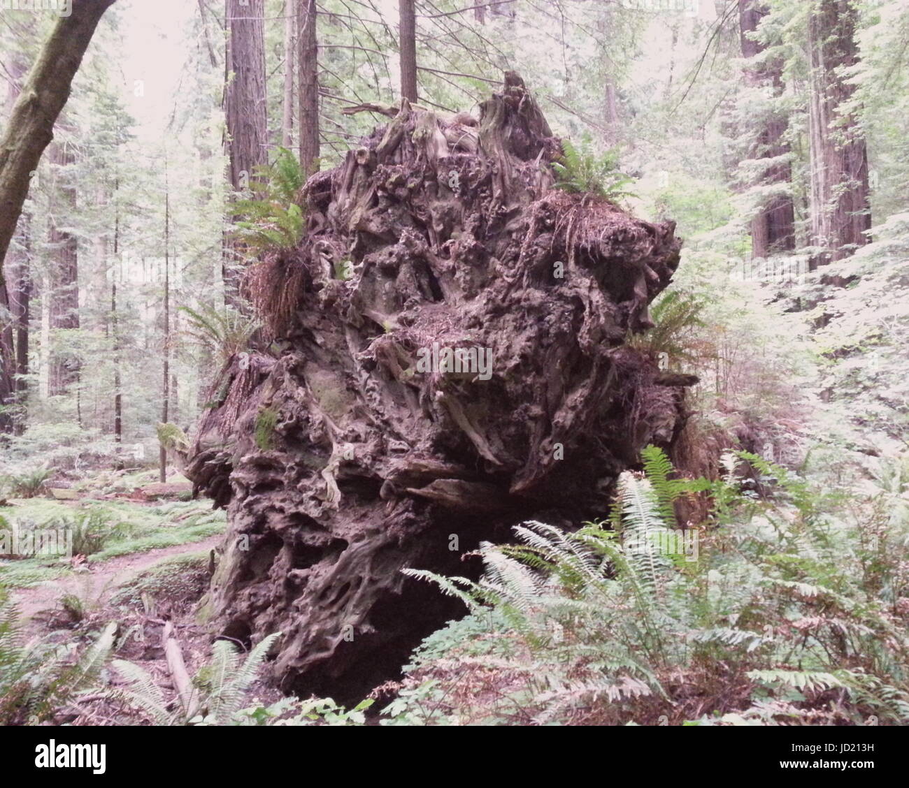 Un arbre tombe dans la forêt Banque D'Images