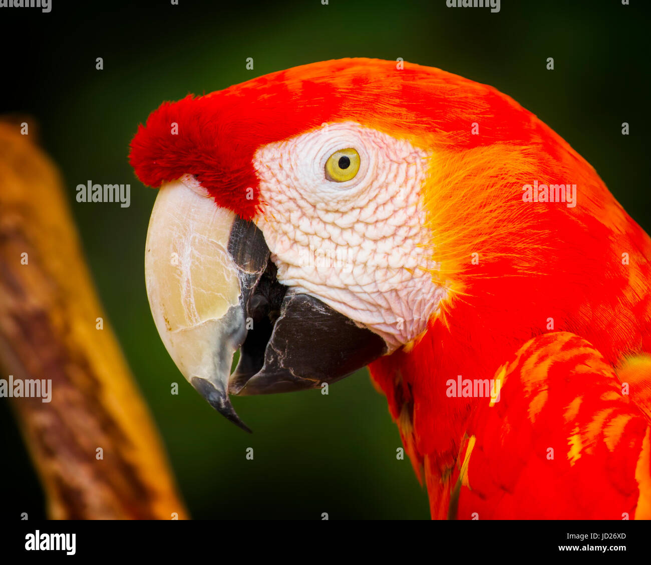 Un Ara qui pose pour la caméra dans un jardin tropical en Floride. Banque D'Images Un Ara qui pose pour la caméra dans un jardin tropical en Floride. Banque D'Images