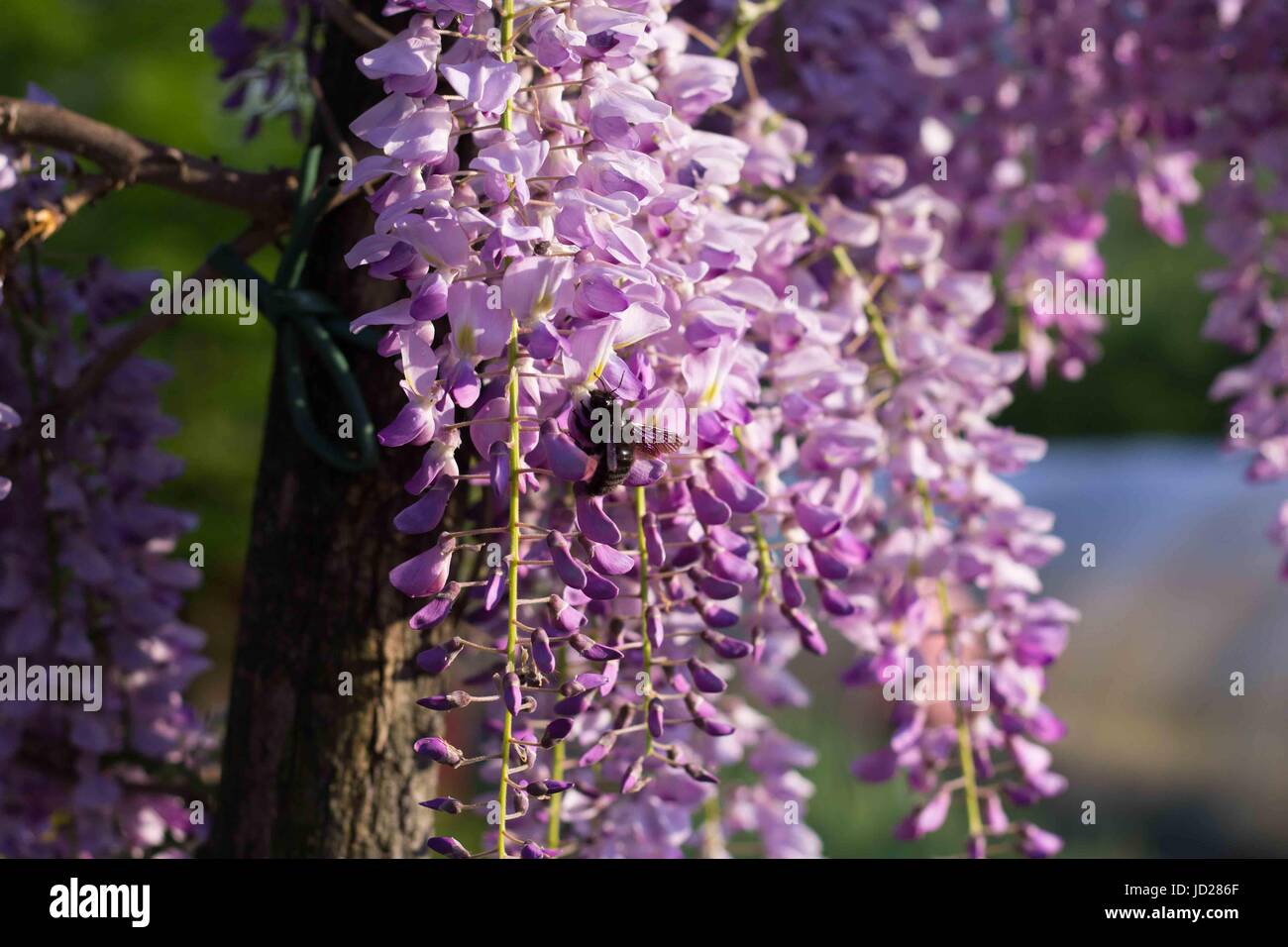 Bumblebee sur Wisteria Banque D'Images