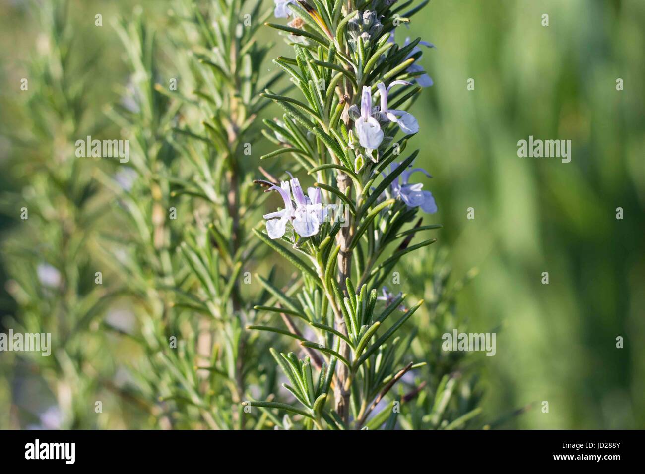 Rosemary Plant Banque D'Images