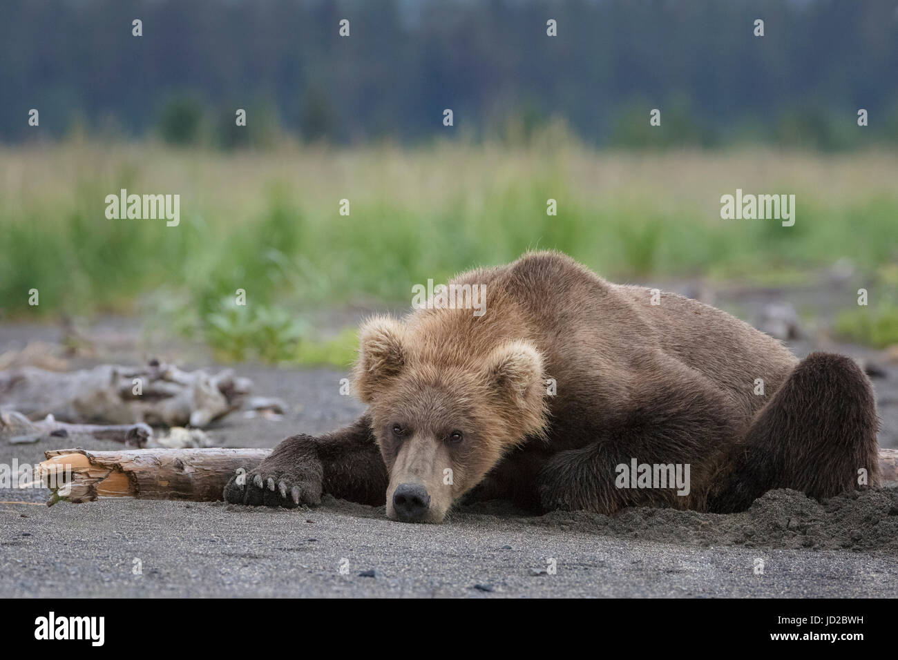 Les ours bruns d'Alaska avec oursons Banque D'Images