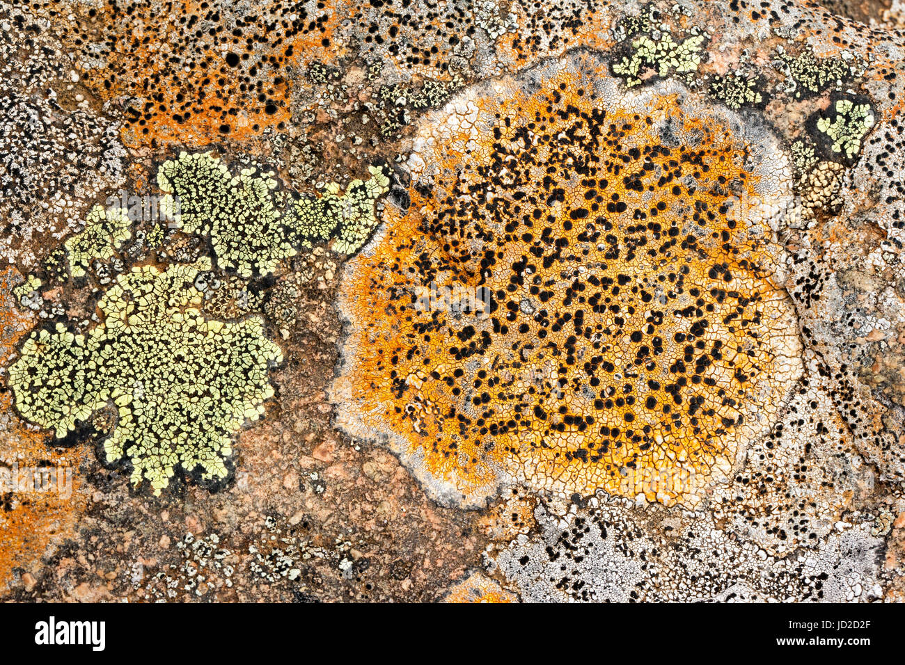 Lichen sur les roches colorées - Tablelands, Gros Morne National Park, près de Woody Point, Terre-Neuve, Canada Banque D'Images