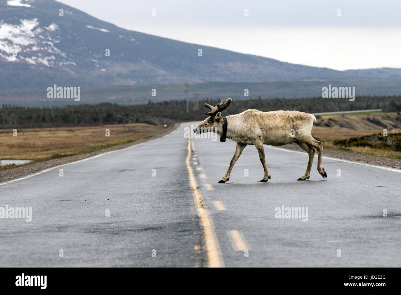 Caribou Crossing Road - le parc national du Gros-Morne, à Terre-Neuve, Canada Banque D'Images