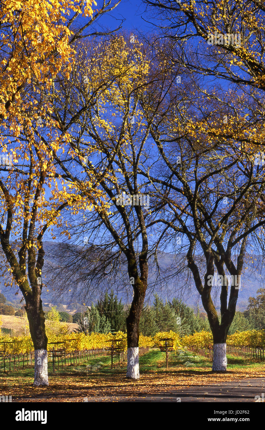 Vallée Fetzer vineyards Viognier Oaks Ranch en couleurs automnales Hopland, Mendocino County California USA Banque D'Images