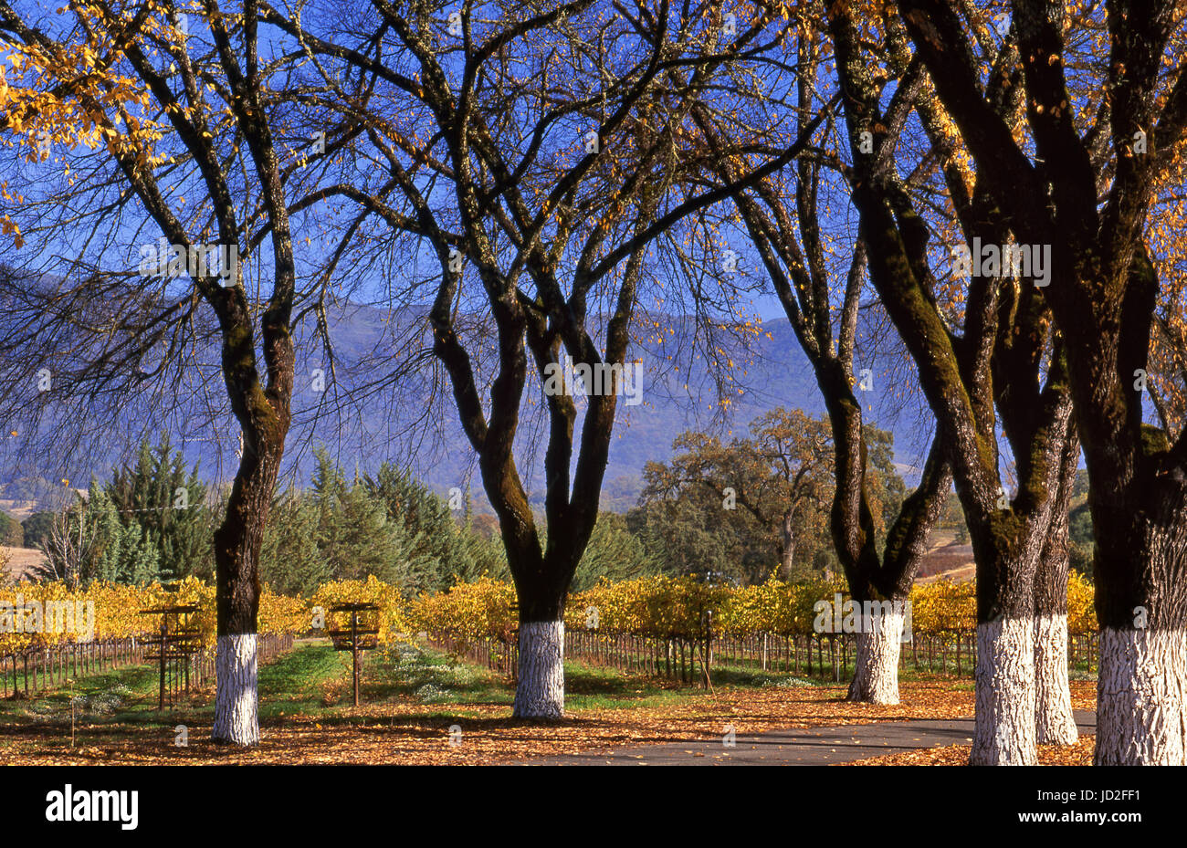 Vallée Fetzer vineyards Viognier Oaks Ranch en couleurs automnales Hopland, Mendocino County California USA Banque D'Images