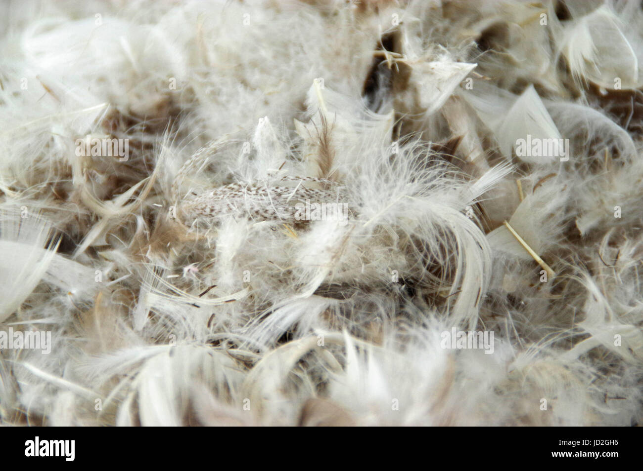Le tas de plumes moelleuses. Le plumage en vue rapprochée. Banque D'Images