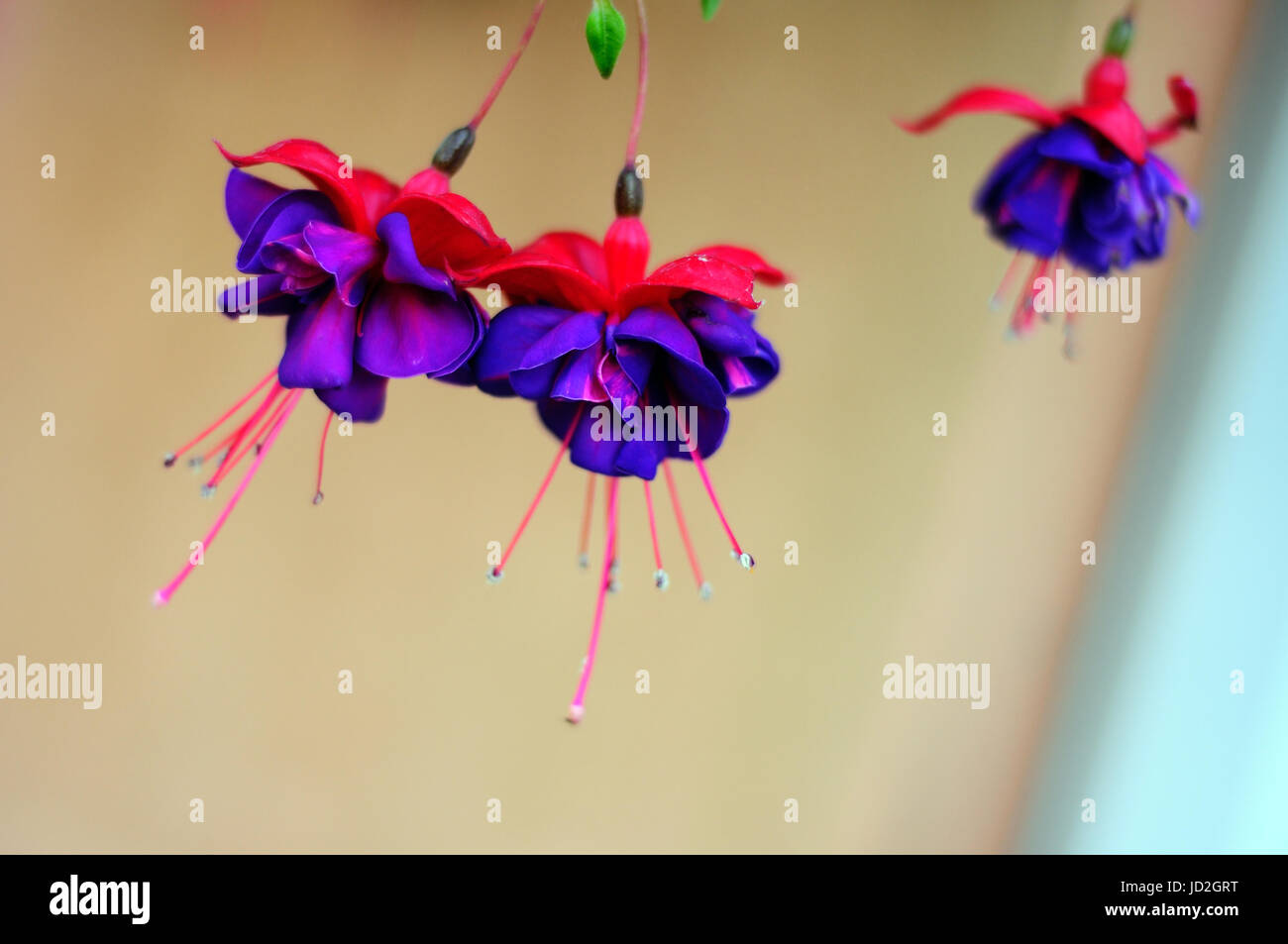 Les fleurs Fuchsia en rouge et bleu Banque D'Images
