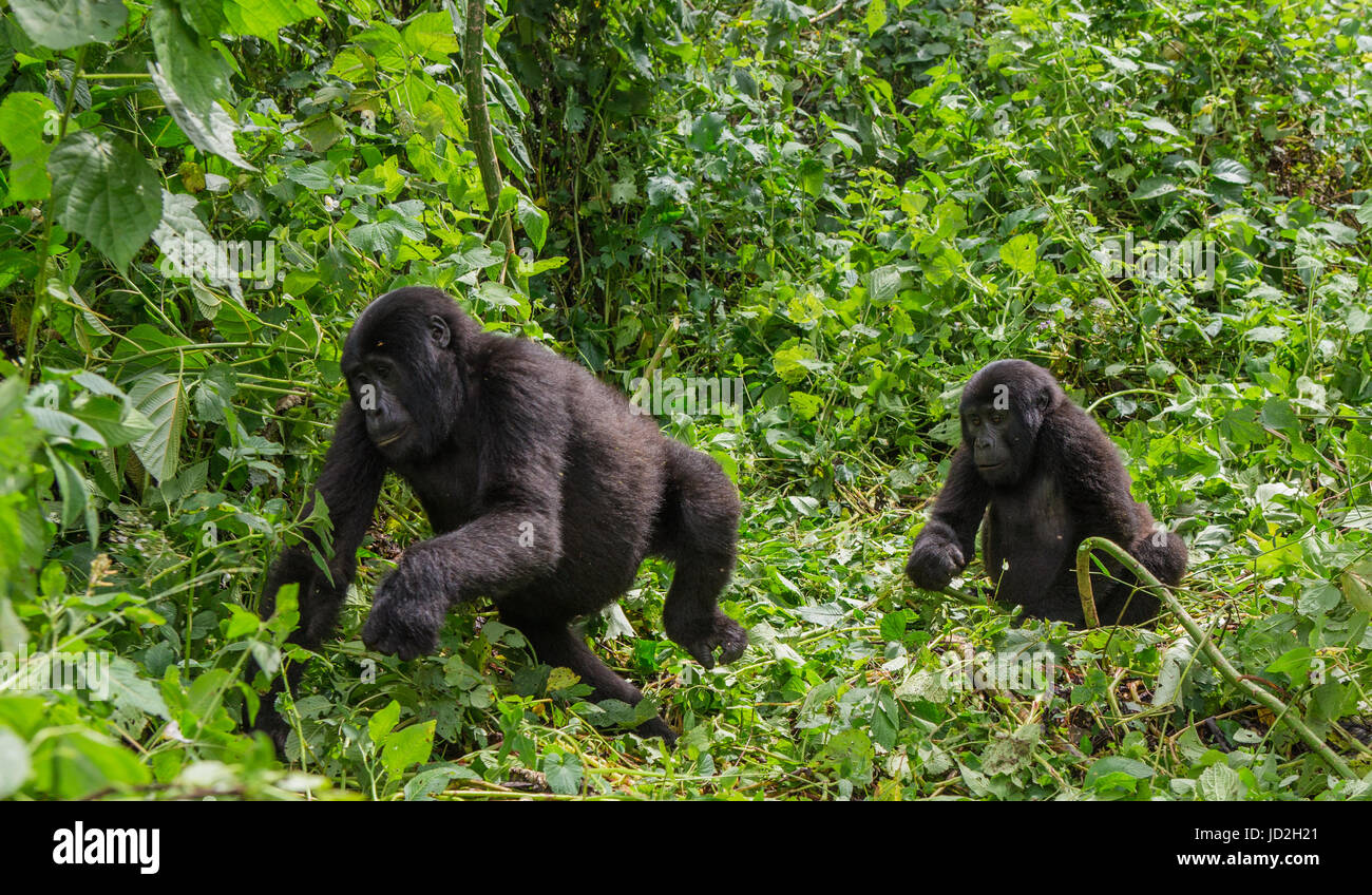 Gorilles de montagne dans la forêt tropicale. Ouganda. Parc national de la forêt impénétrable de Bwindi. Banque D'Images