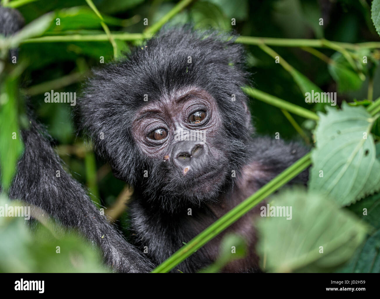 Portrait du bébé gorille de montagne. Ouganda. Parc national de la forêt impénétrable de Bwindi. Banque D'Images