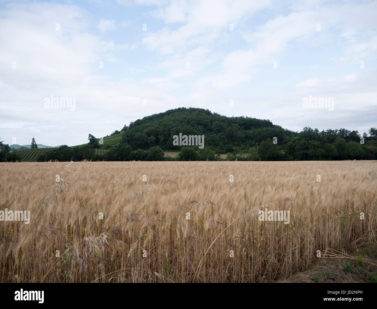 Un flarge ield de blé pousse à la DGE d'une colline en France Banque D'Images