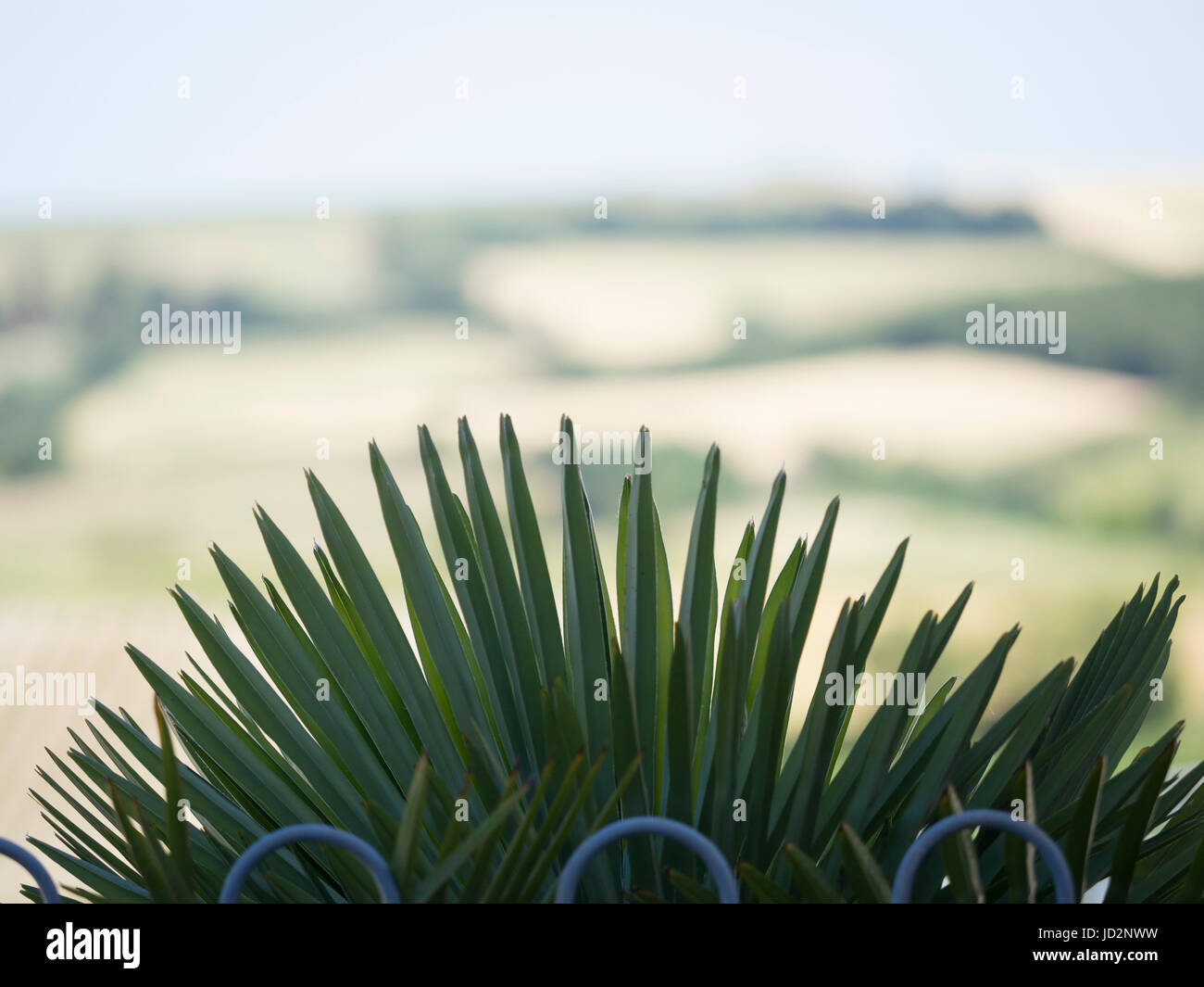 Une tortue verte peeps palm sur le bord d'une fendce dans le sud de la France Banque D'Images