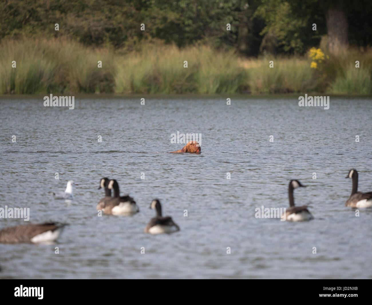 Un chien piscine illégalement dans le stylo d'étangs, Richomd,Parc de Londres et à rendre le système nerveux des oiseaux Banque D'Images