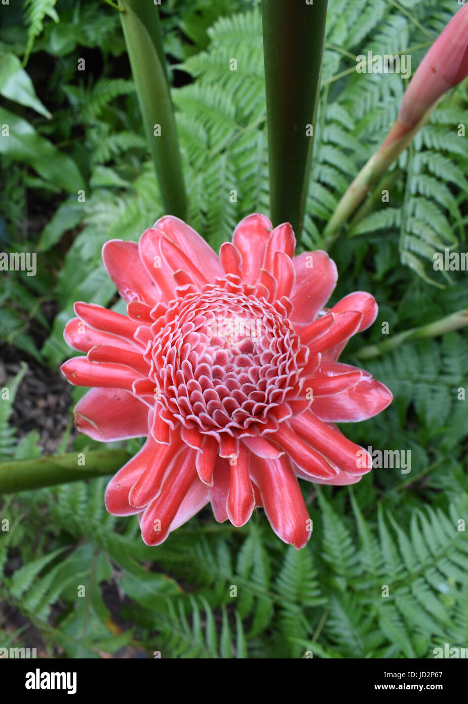 Grande fleur rouge Banque de photographies et d'images à haute résolution -  Alamy