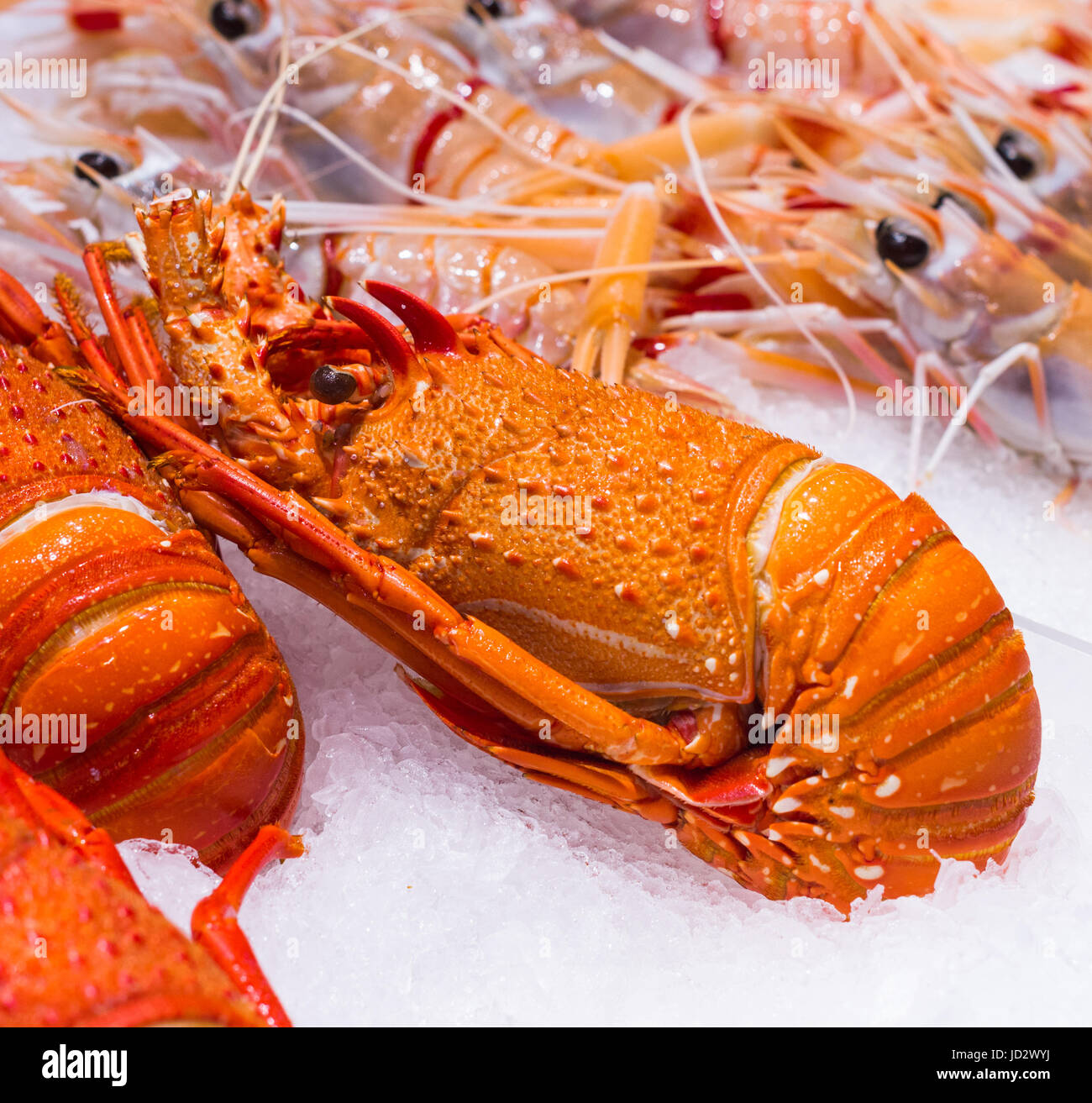 Le homard à la vente à Sydney Fish Market, Pyrmont, Sydney, Australie. Banque D'Images