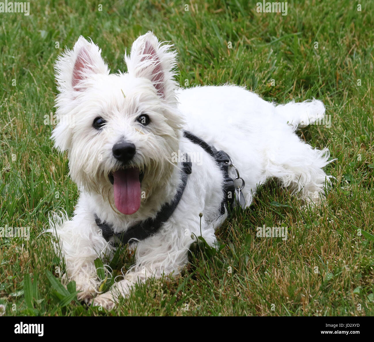Westie blanc avec la langue sur la pelouse Banque D'Images