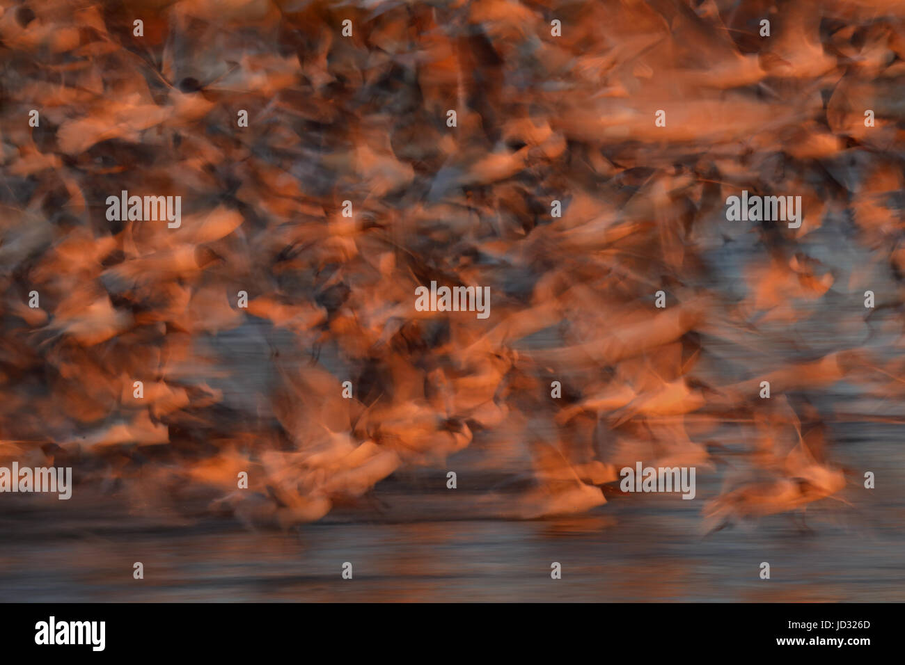 Les goélands (Leucophaeus atricilla laughing), battant après l'alimentation sur les limules des œufs, la baie du Delaware, New Jersey Banque D'Images