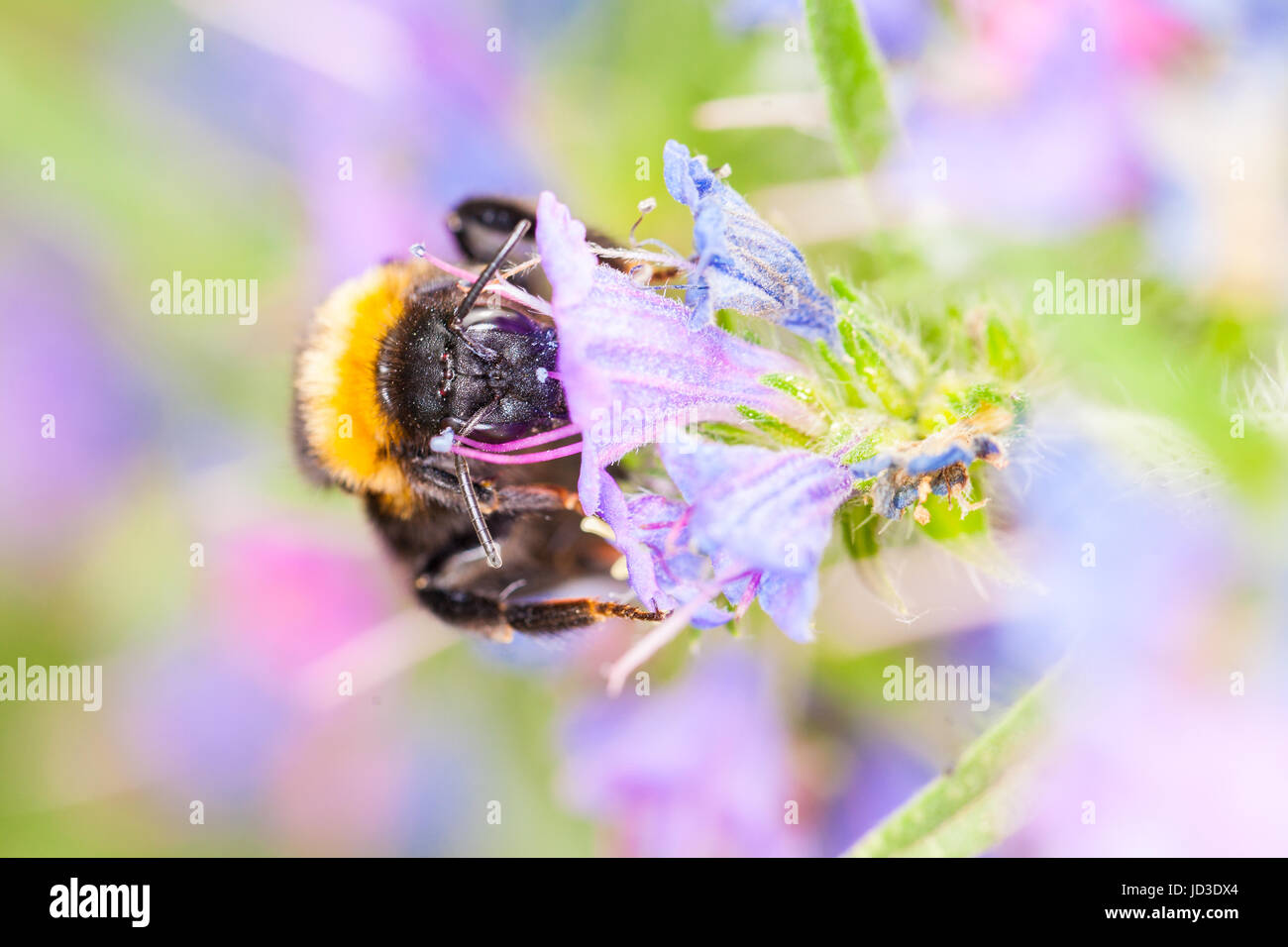 Bourdon sur une fleur Banque D'Images