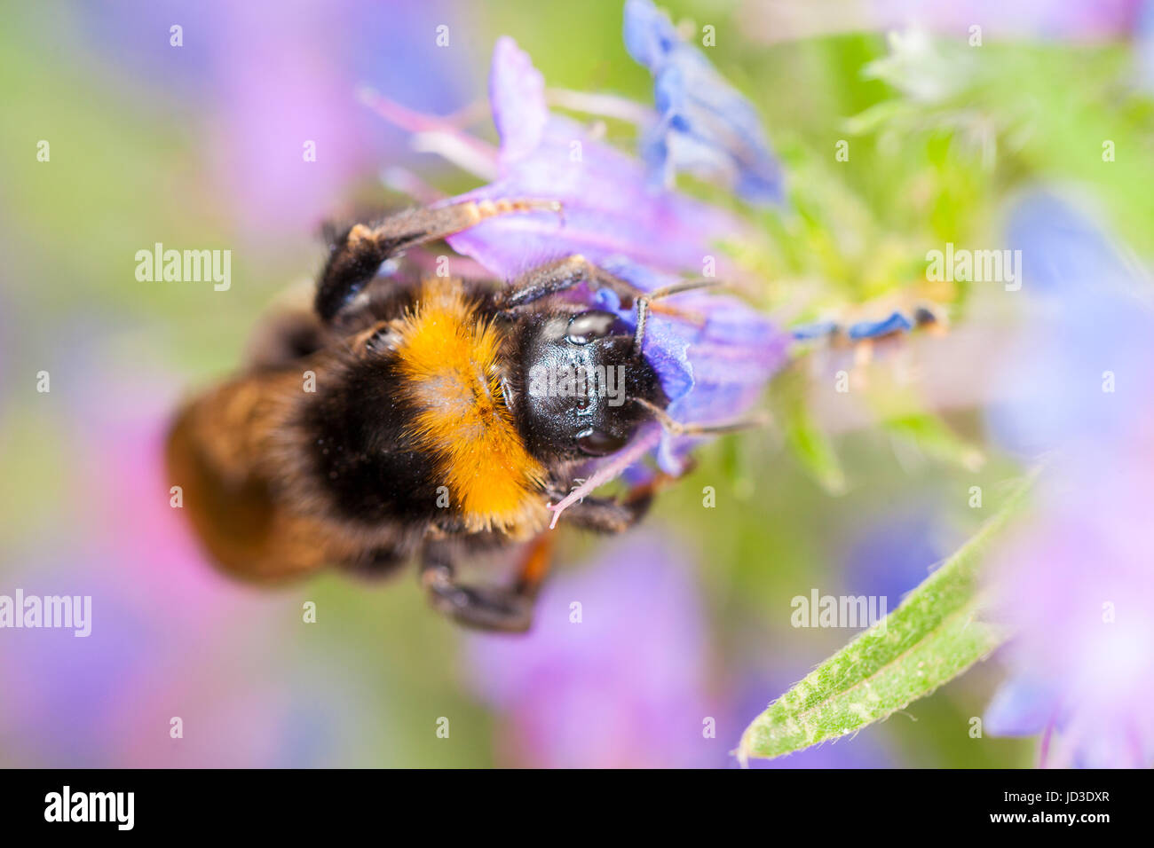 Bourdon sur une fleur Banque D'Images
