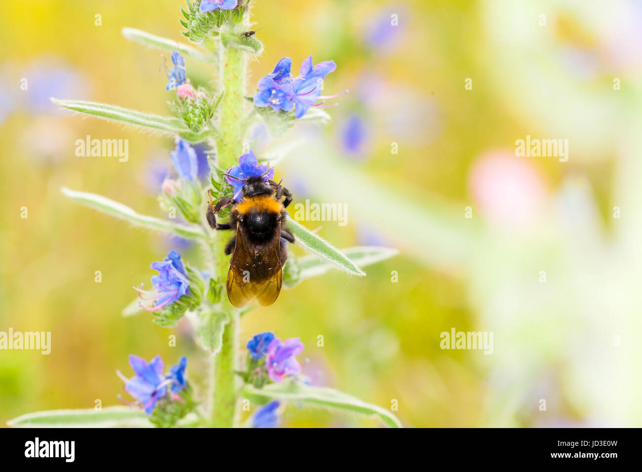 Bourdon sur une fleur Banque D'Images