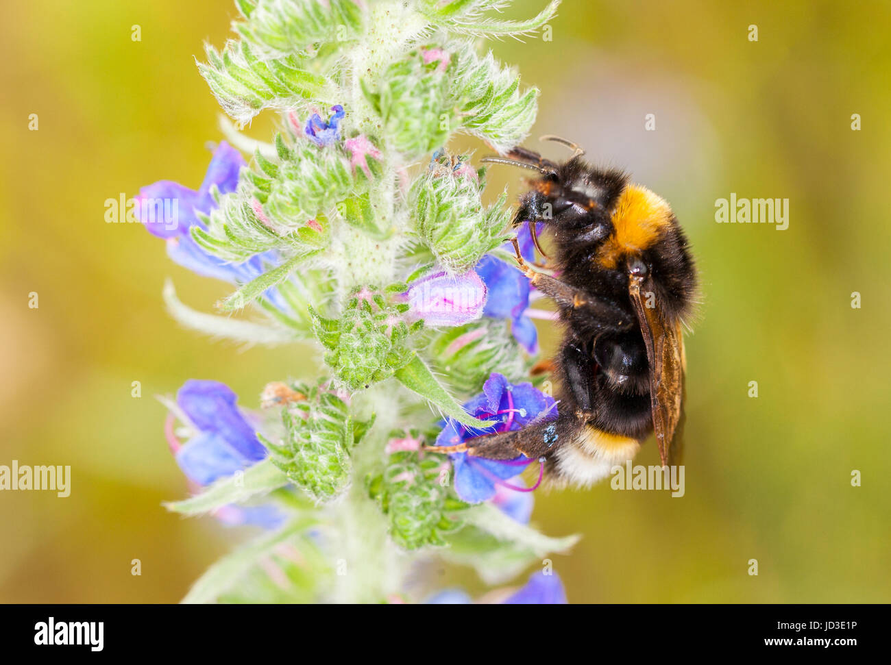 Bourdon sur une fleur Banque D'Images