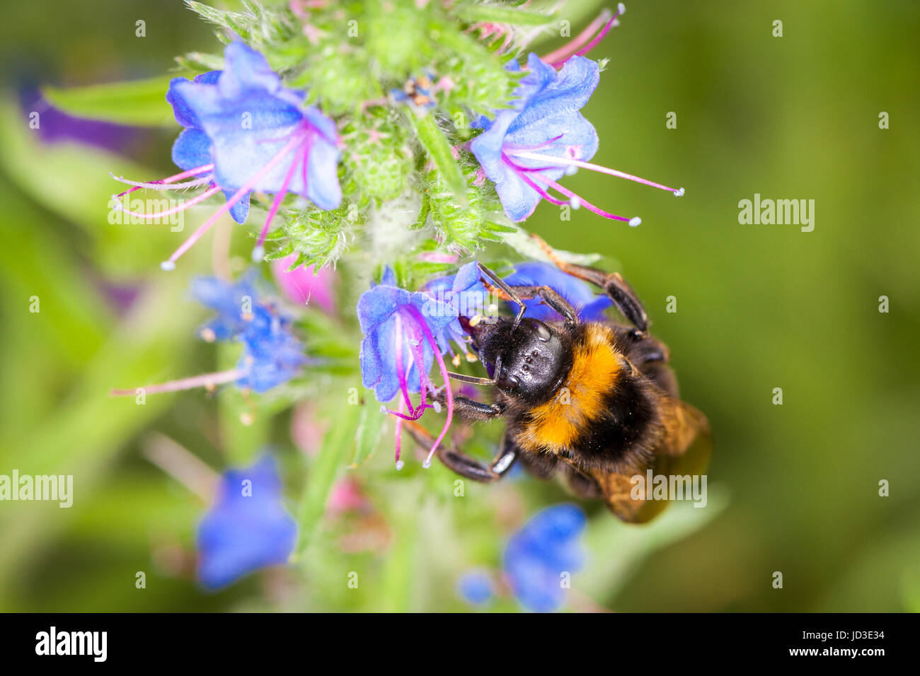Bourdon sur une fleur Banque D'Images
