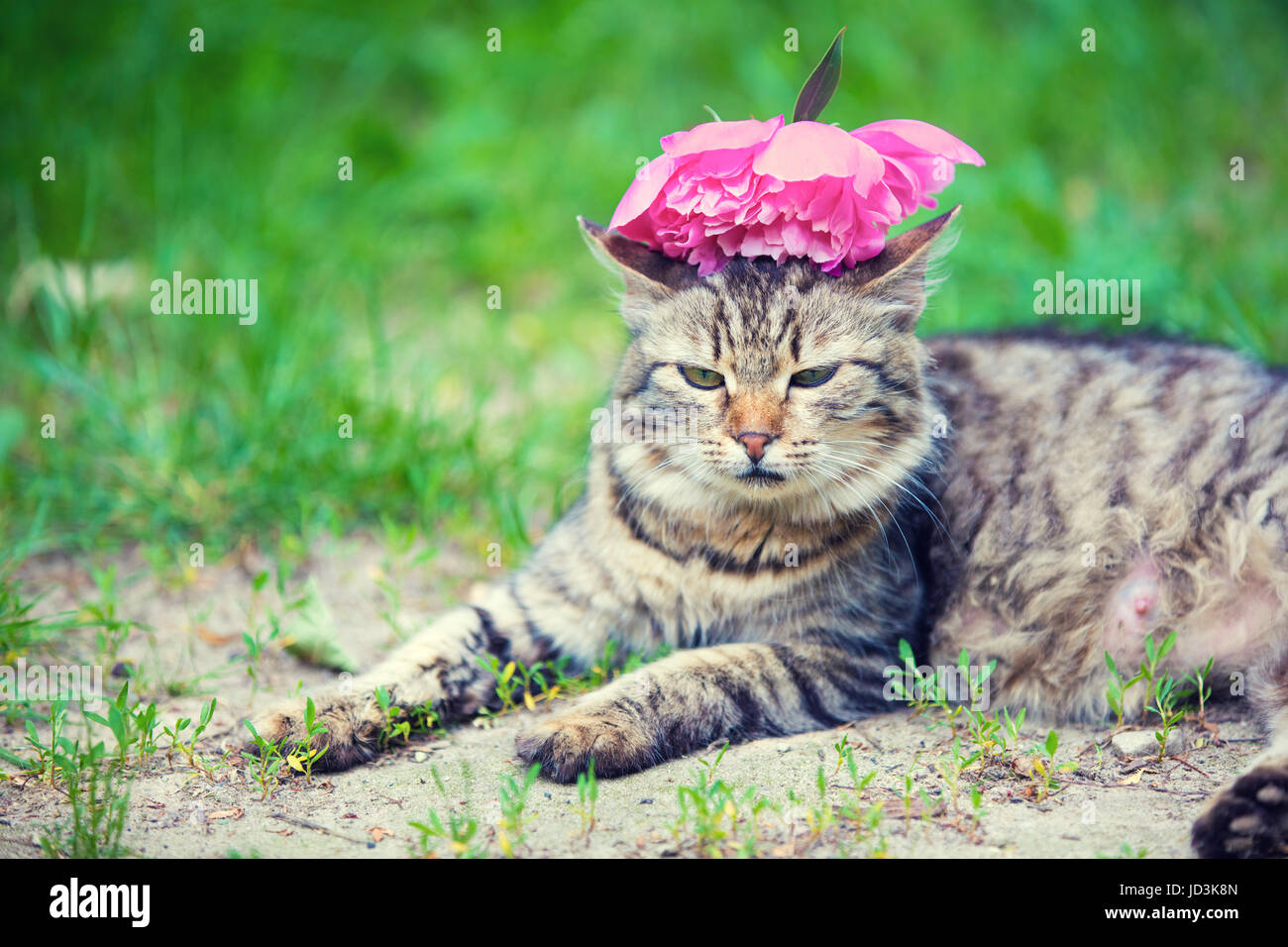 Chat Siberien Mignon Avec Fleur De Pivoine Sur Une Tete Dans Une Piscine En Plein Air En Ete L Herbe Photo Stock Alamy