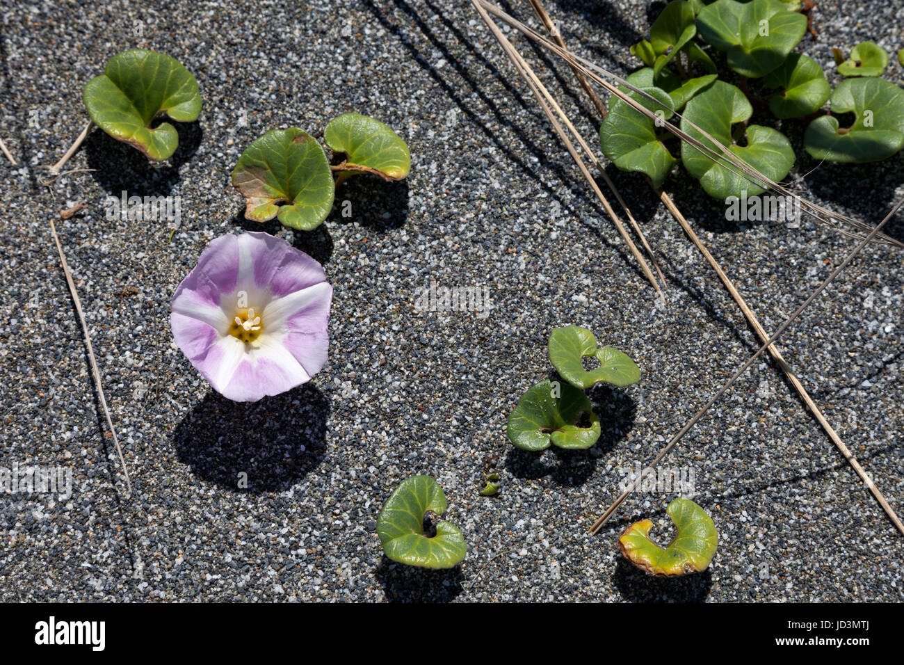 Une variété de morning glory pousse dans les sables de False Klamath Cove le long de l'océan Pacifique au sud de Crescent City, Californie. Banque D'Images