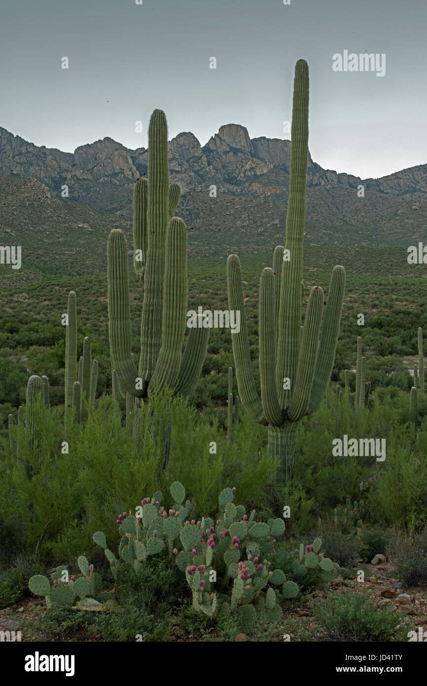 Saguaros et l'oponce de l'Est, Santa Catalina Mountains en arrière-plan, du désert de l'Arizona Banque D'Images