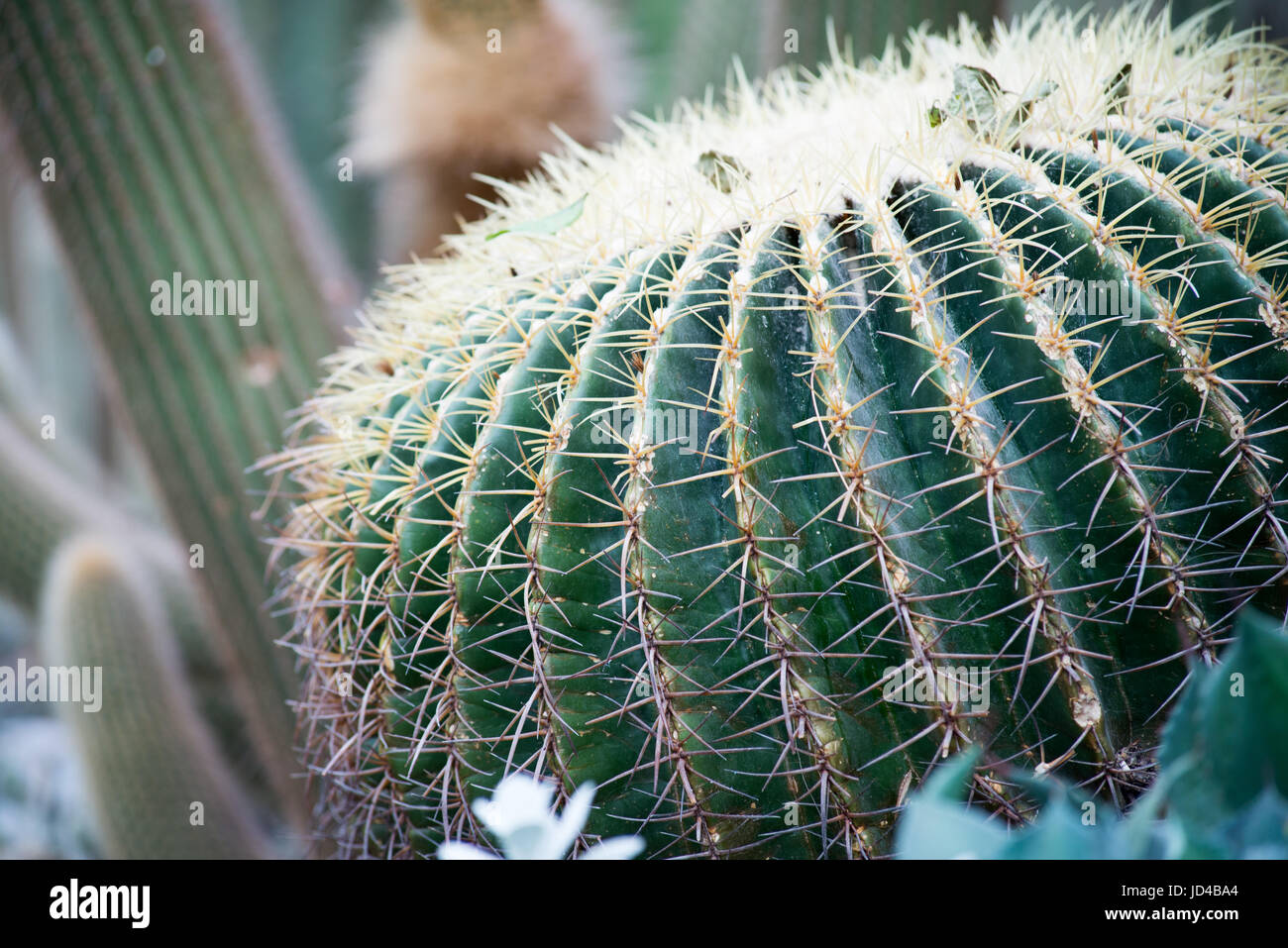 Close up of cactus fourreau en forme de globe Banque D'Images