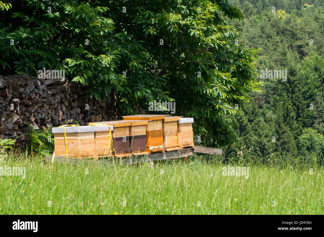 Ruches dans un champ à la lisière de la forêt Banque D'Images