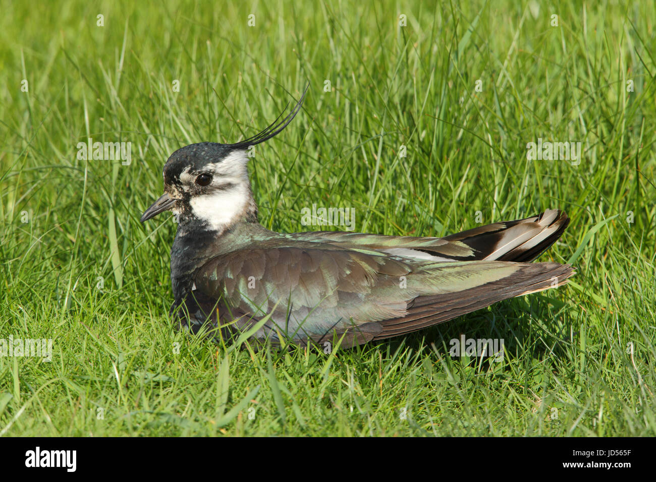 Le nord de sociable Vanellus vanellus, également connu sous le nom de green plover, bien que très commun c'est sous la menace de la perte d'habitat Banque D'Images