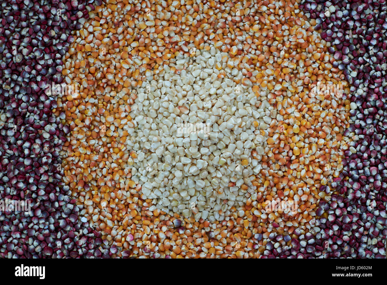 Différents types de semences de maïs vue du haut. Les graines de maïs biologique sec Banque D'Images Différents types de semences de maïs vue du haut. Les graines de maïs biologique sec Banque D'Images