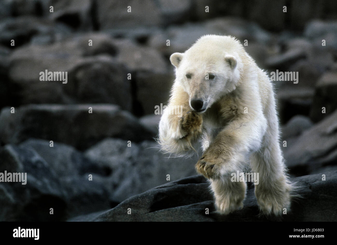 L'ours polaire, le Spitzberg ou Svalbard, Norvège, pris au piège sur terre par la fonte de la glace de mer, la famine une possibilité lorsqu'elle n'arrive pas à chasser le phoque. Le changement climatique. Banque D'Images