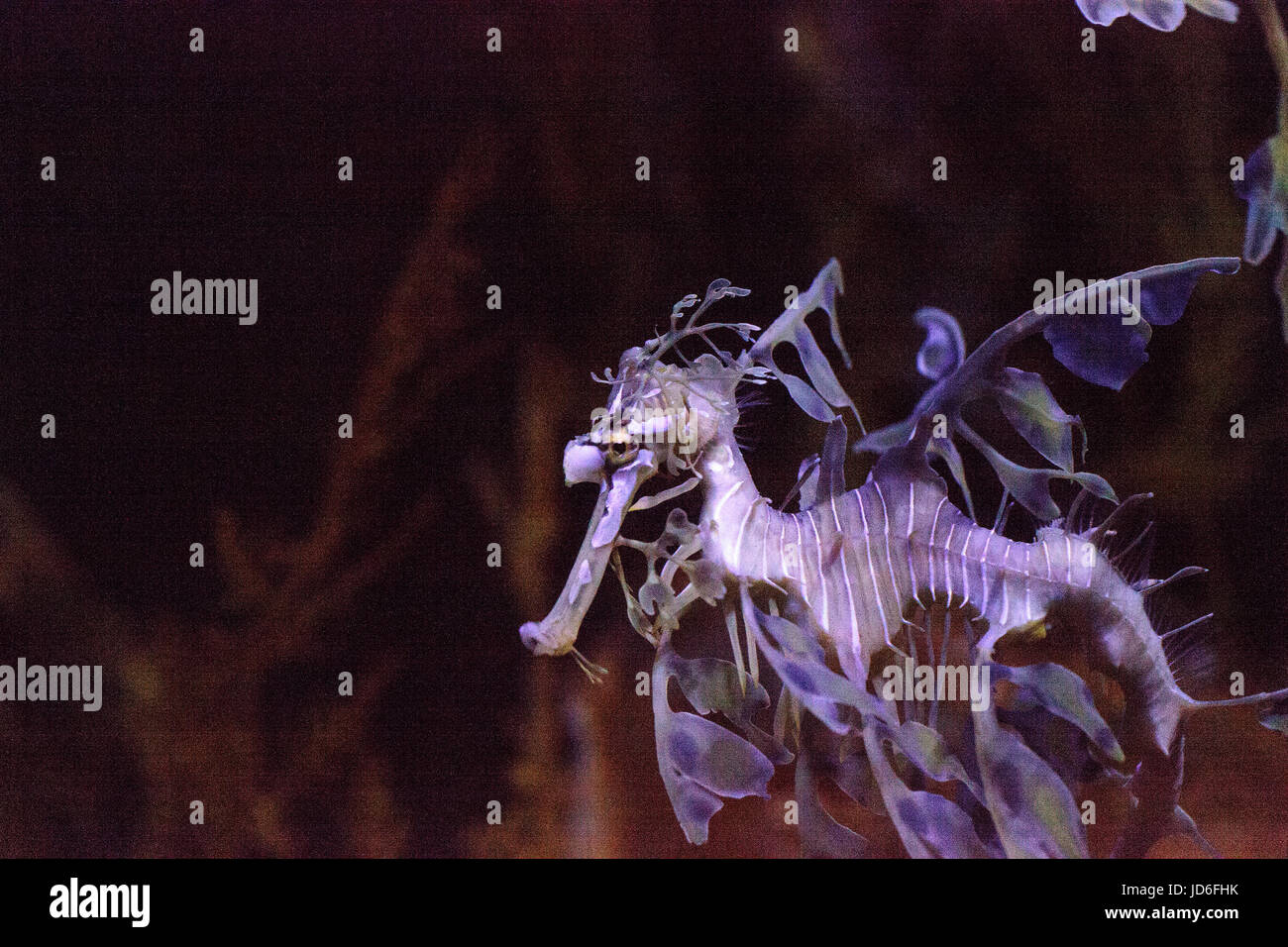 Seadragon feuilles Phycodorus eques est aussi appelé Seadragon Glauerts Banque D'Images