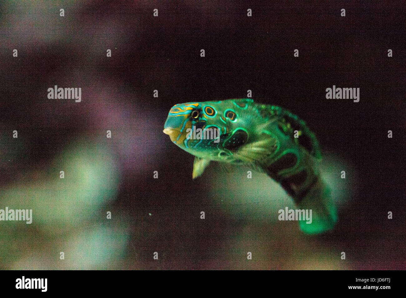 Dragonet Synchiropus picturatus pittoresque poisson nage sur une barrière de corail Banque D'Images